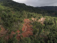 ‘Untouched’ Pacific island forests could be destroyed within 20 years 
