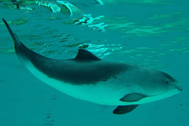 The UK’s porpoises are threatened by fishing gear, chemicals and noise pollution