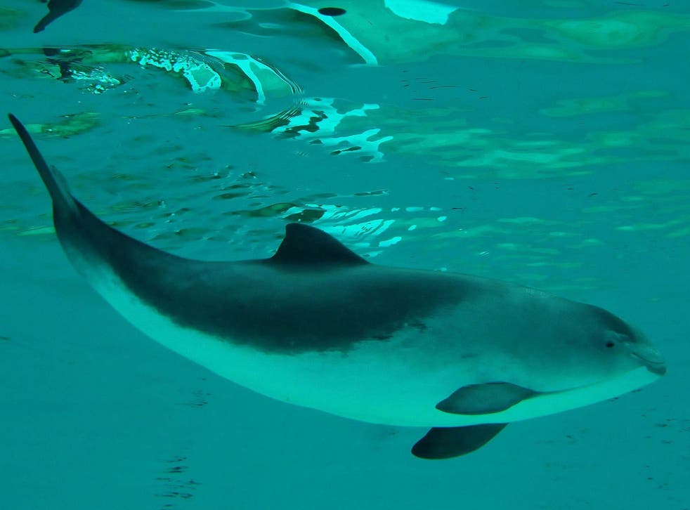 The UK’s porpoises are threatened by fishing gear, chemicals and noise pollution