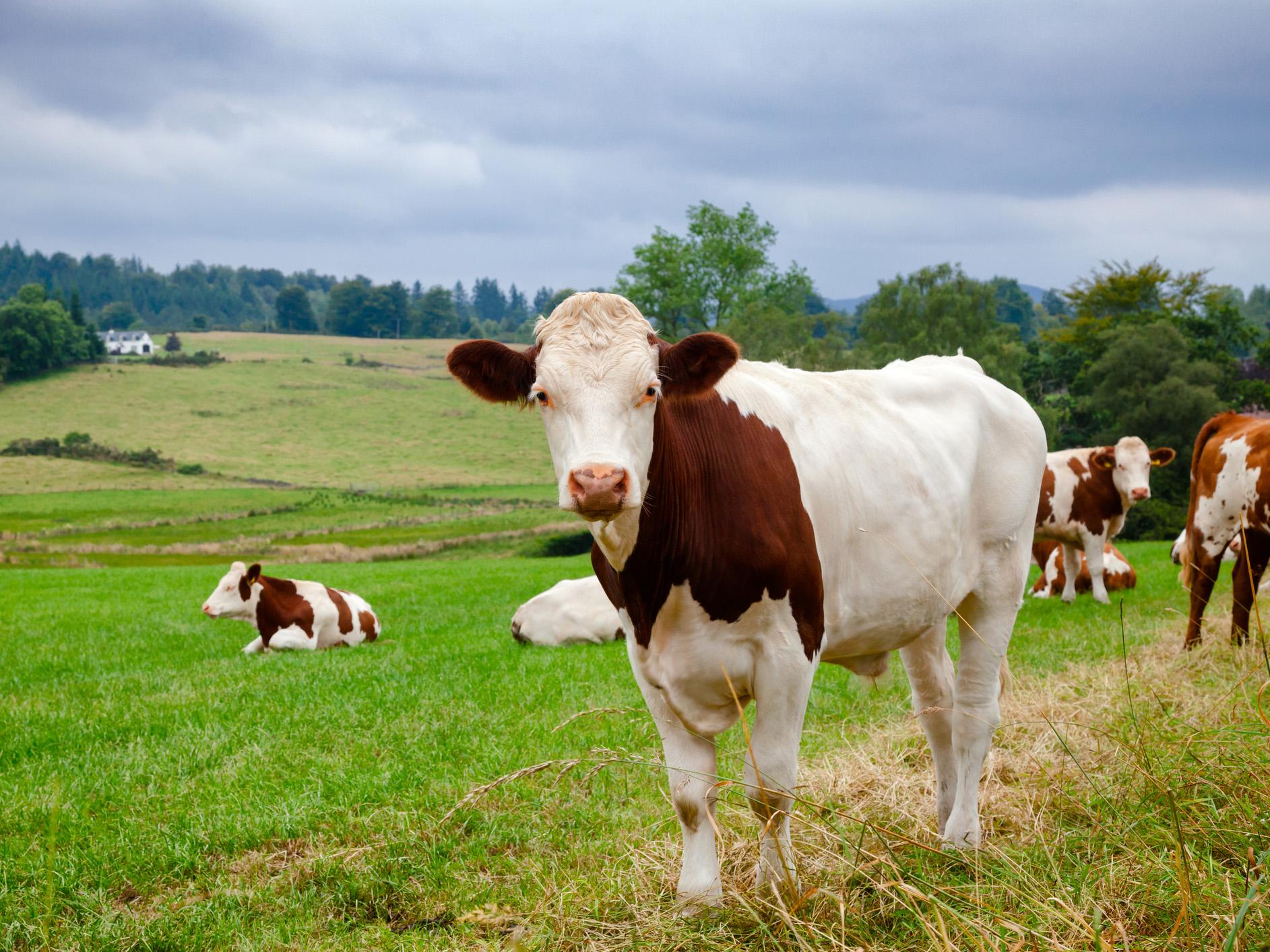  Mad  cow  disease BSE case found on farm in Aberdeenshire 