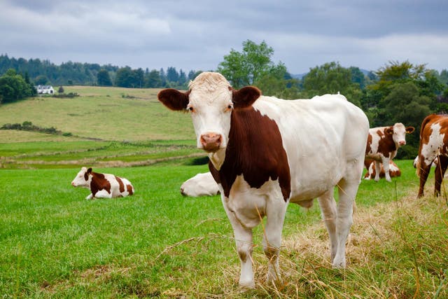 The last time mad cow disease took over, 4.4 million cattle were slaughtered