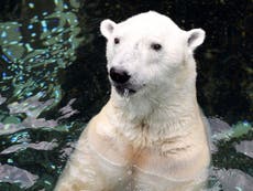 Polar bear dies in South Korean zoo days before move to Yorkshire