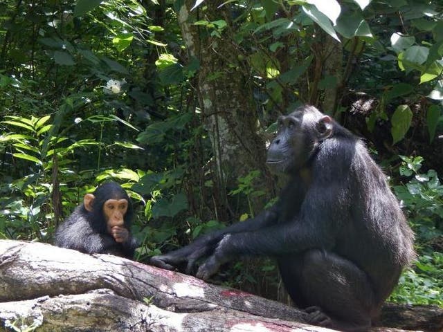 The mothers of young chimpanzees have been observed to avoid males they deem to be a threat to their infants