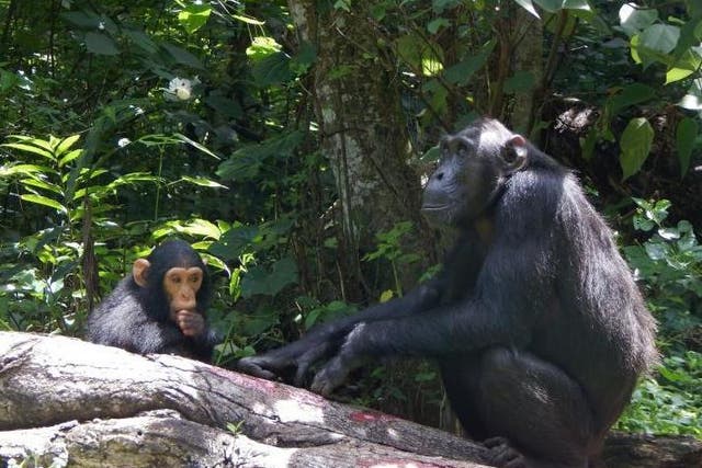 The mothers of young chimpanzees have been observed to avoid males they deem to be a threat to their infants