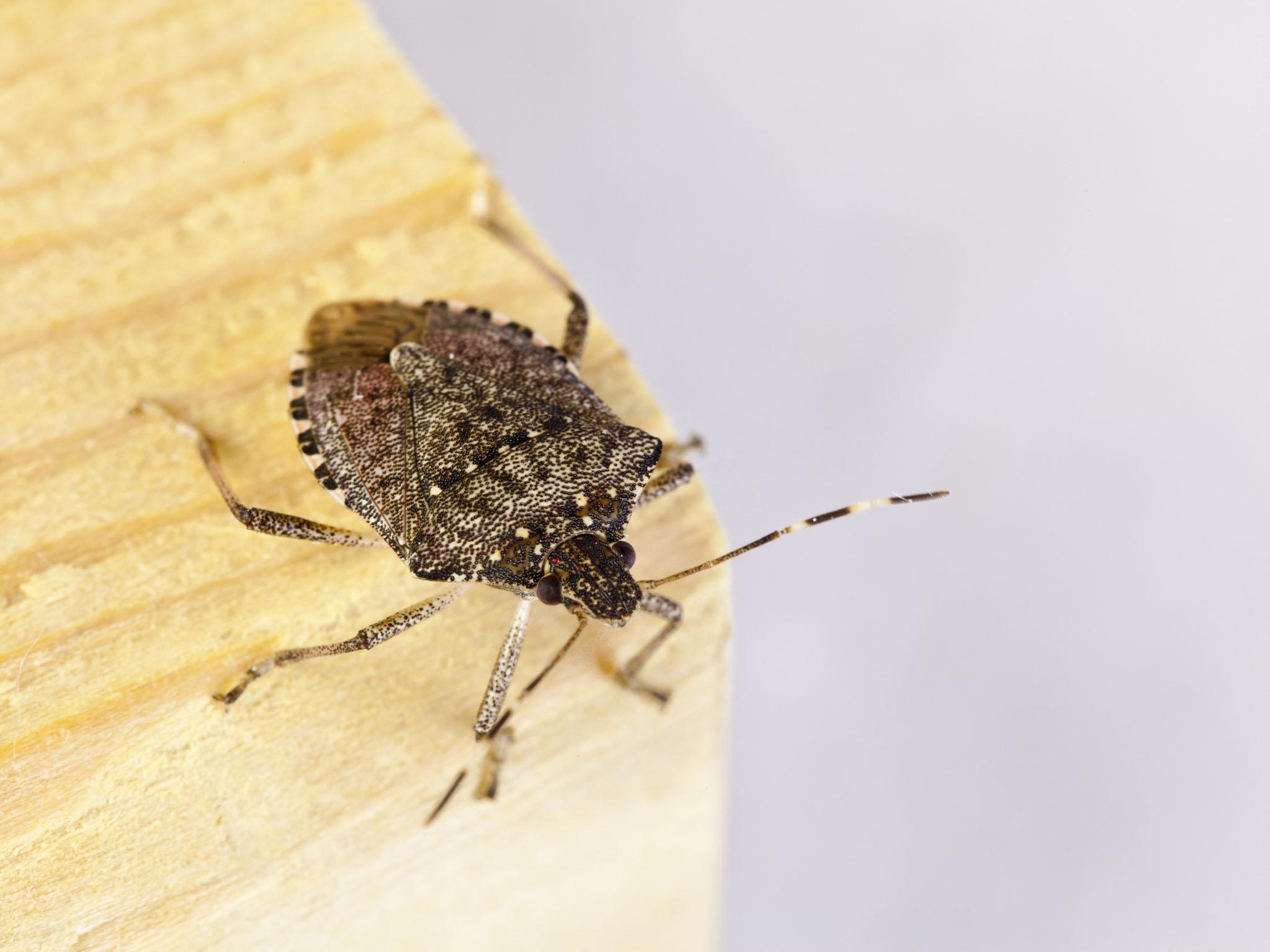 Six generations of the brown marmorated stink bug can be born within a single year