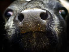 More animals to be destroyed after mad cow disease found on farm