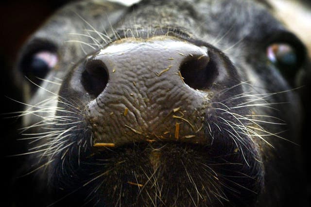 A case of BSE, or so-called mad cow disease, has been identified at an Aberdeenshire farm a decade since it was last confirmed in Scotland