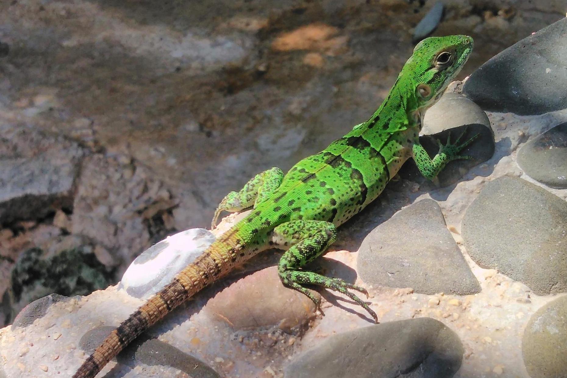 A green lizard basks