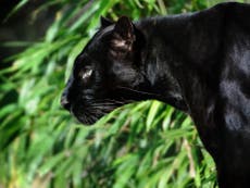 Black panther ‘spotted in Scotland’ as police urge vigilance