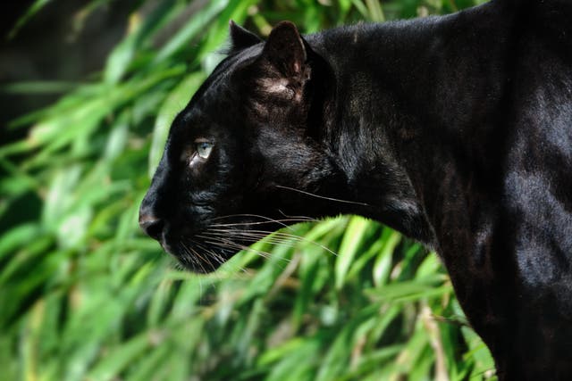A black leopard