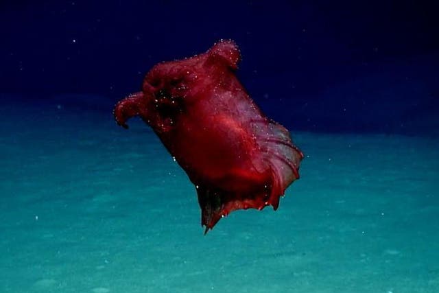 Enypniastes eximia is an unusual species of sea cucumber, which has only ever been seen in the Gulf of Mexico