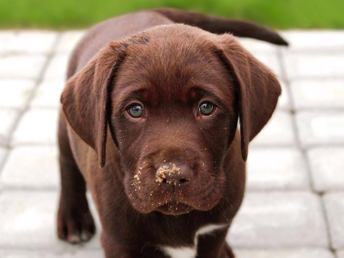 labrador chocolate