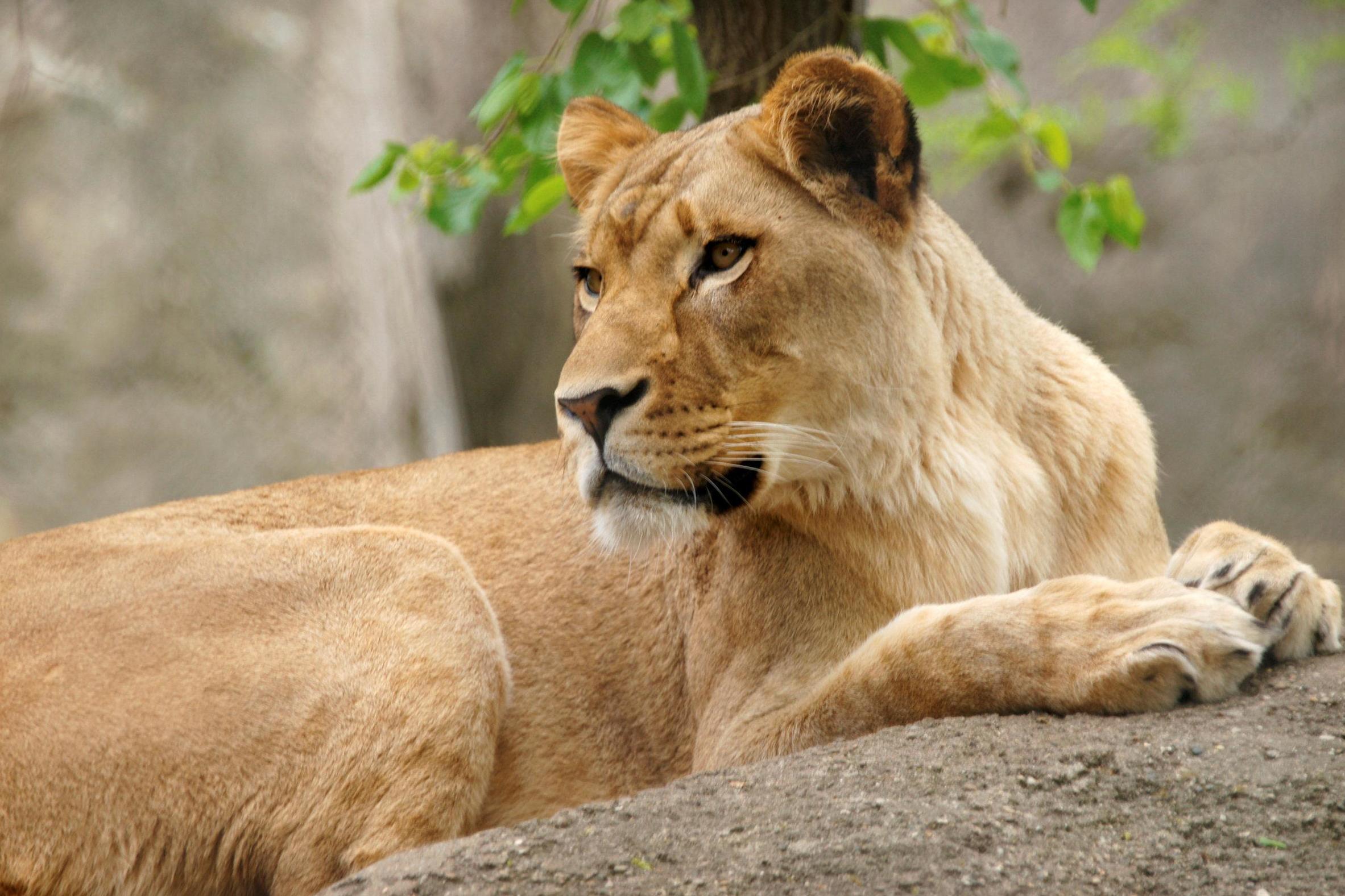 photo for lioness