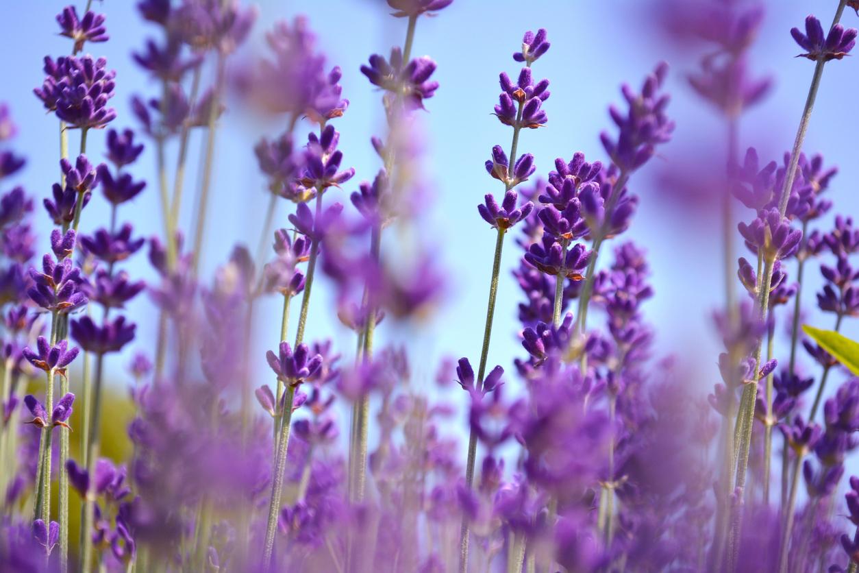 Flower power: lavender is purported to reduce stress and anxiety (Getty/iStock)