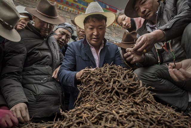 Tibetan nomads examine cordycep fungus for sale at a market