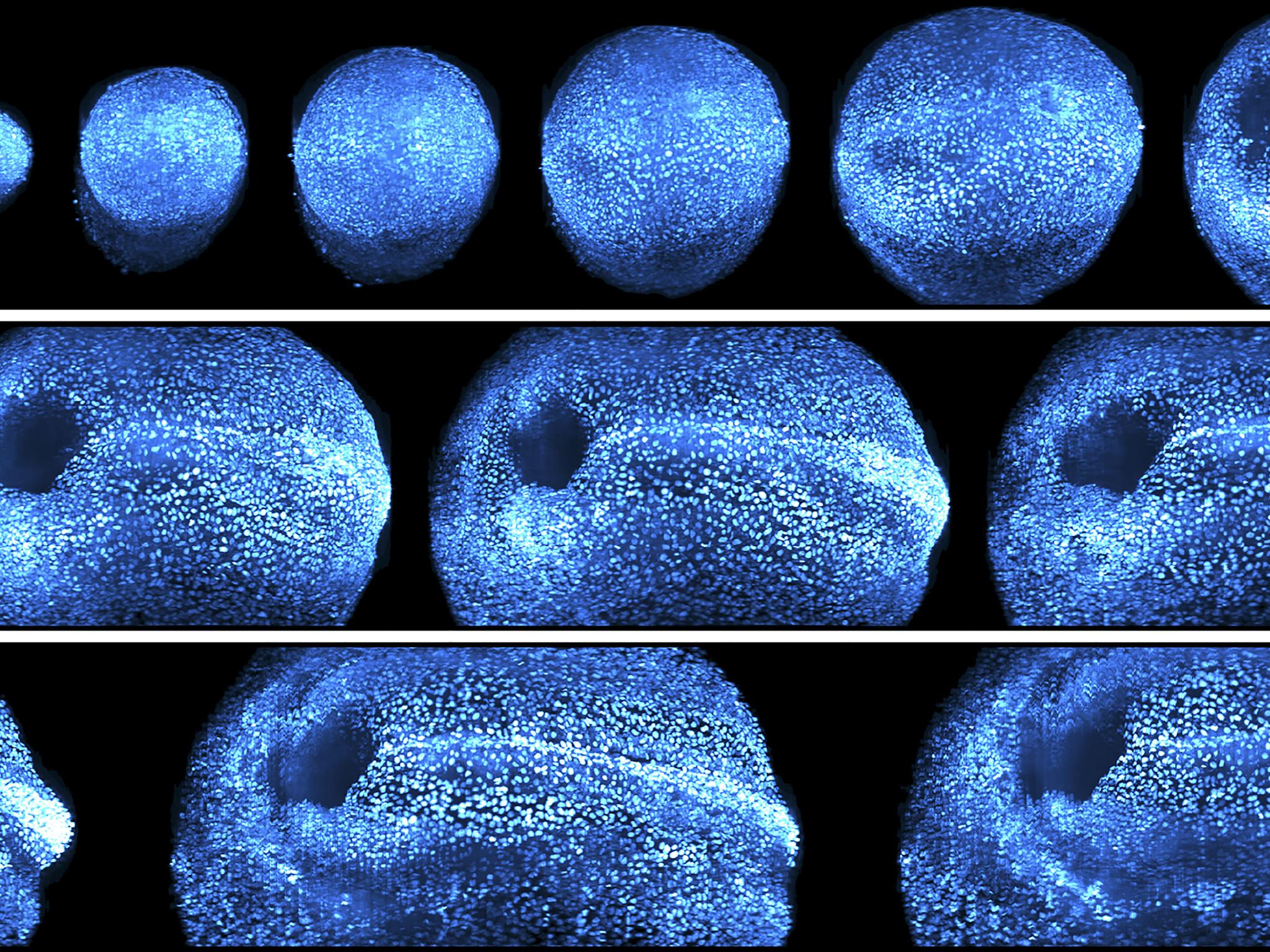 The new microscope can trace individual cells’ origins and movement in real time