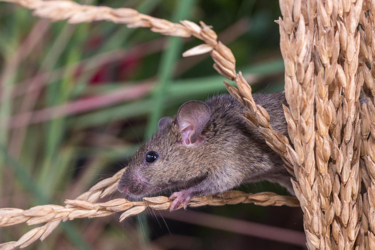 'Dead mouse' found in microwaveable rice turns out to be mould 'My