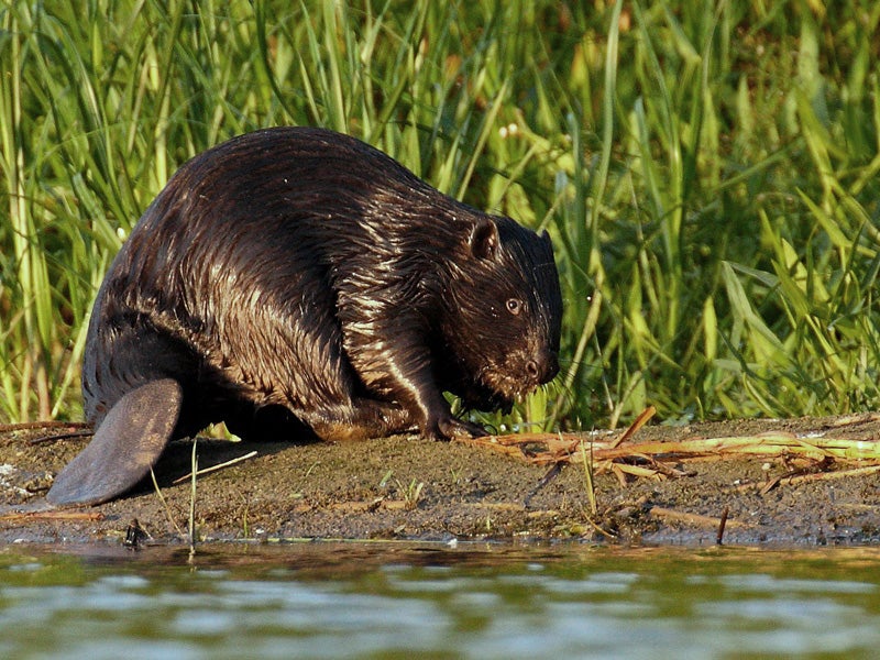 The Eurasian beaver is the largest rodent in Europe, weighing up to 30kg