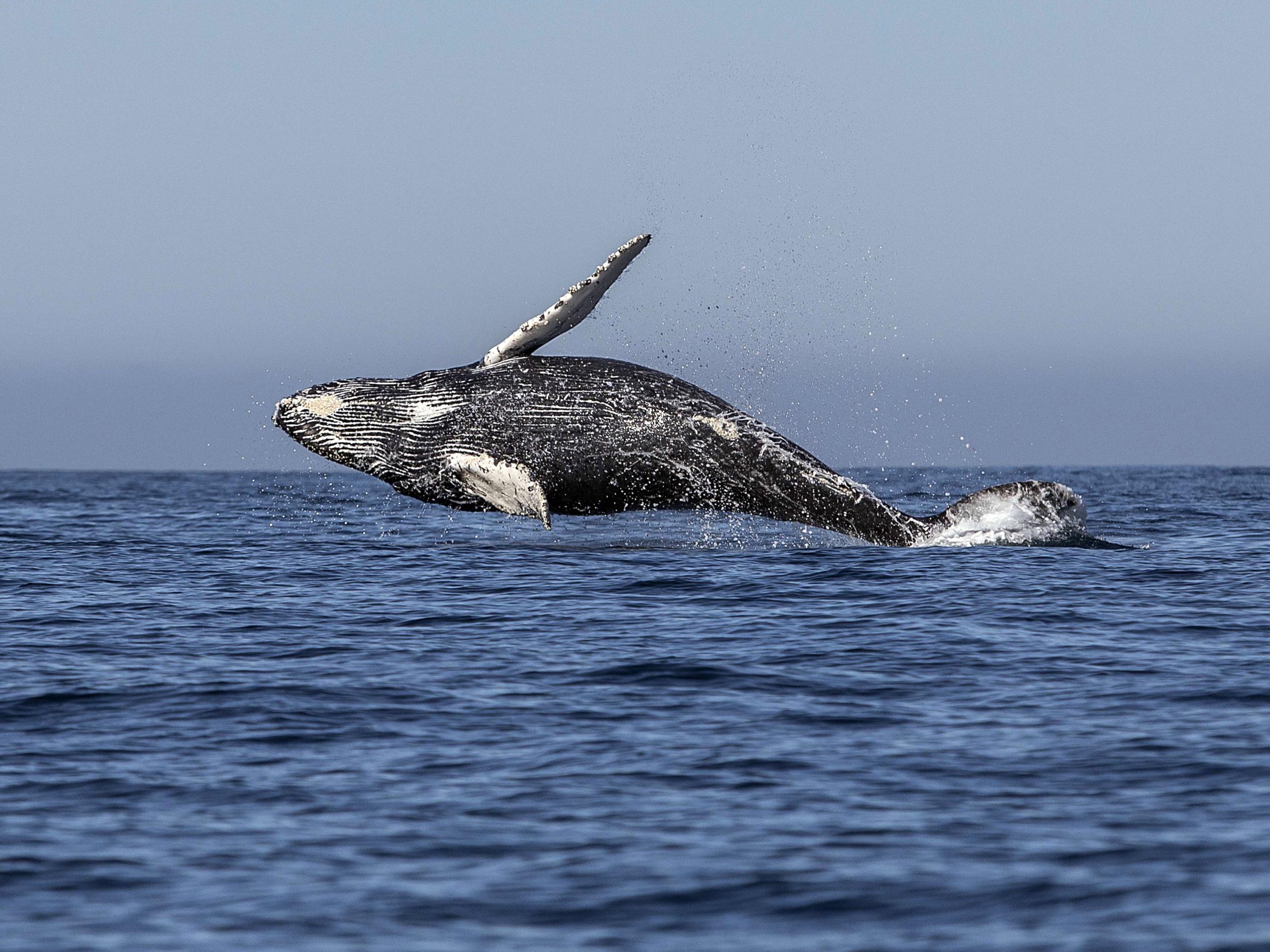 'Slower speeds can reduce underwater noise levels, and therefore may help some whale populations recover,' the open letter said