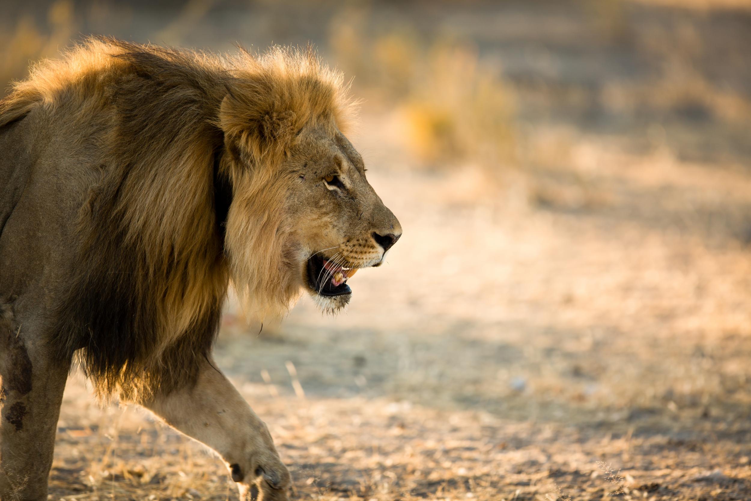 See lions at Namibia’s Ongava game reserve