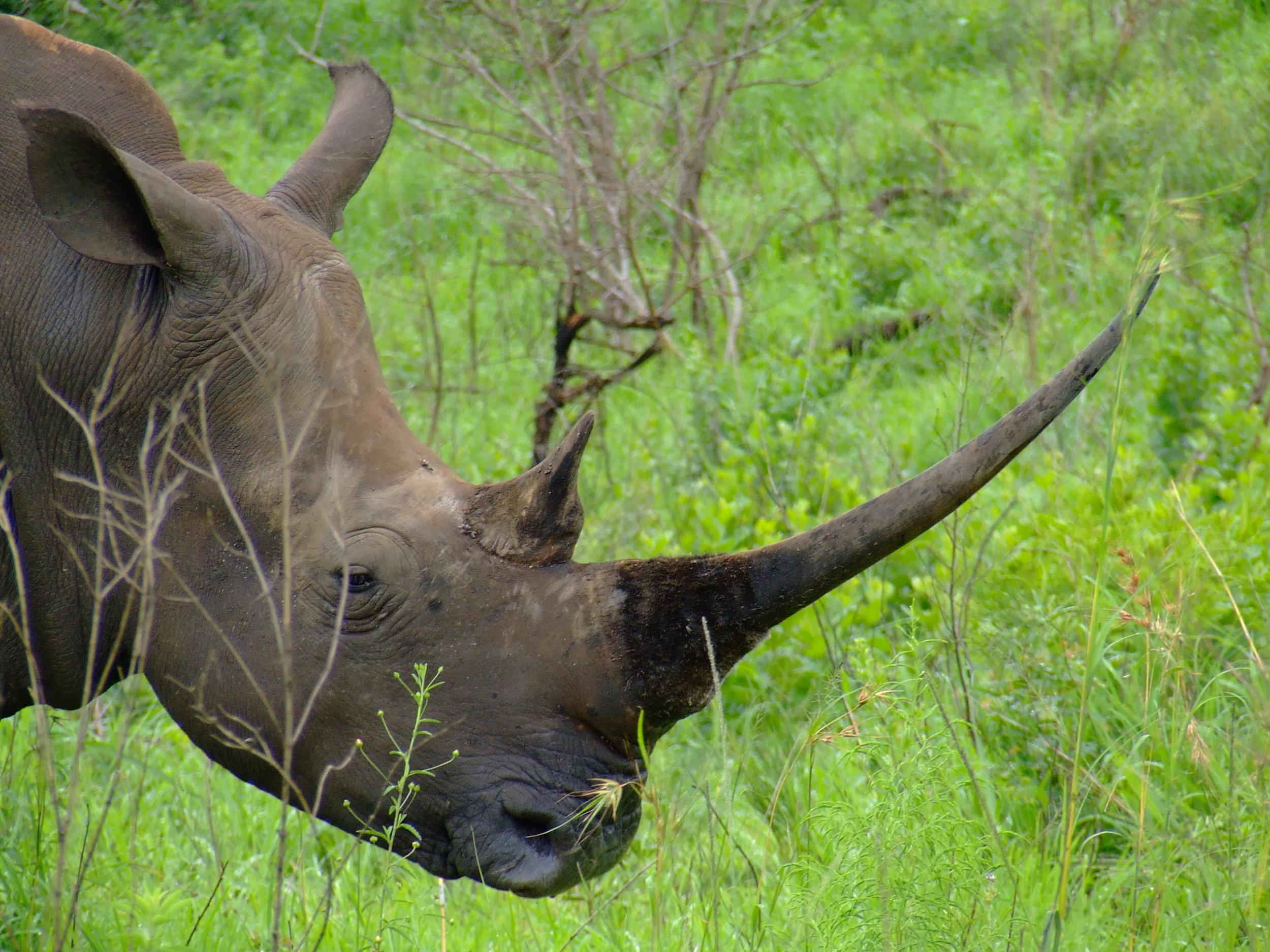 There’s a good chance of spotting rhinos on a wilderness trail