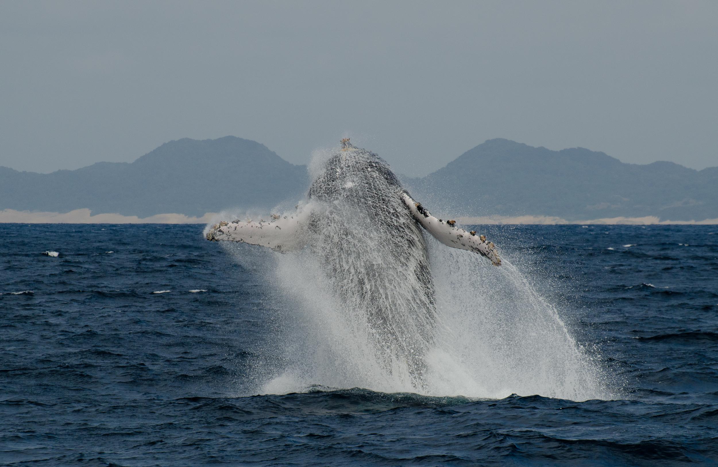 Catch sight of humpback whales along the coast
