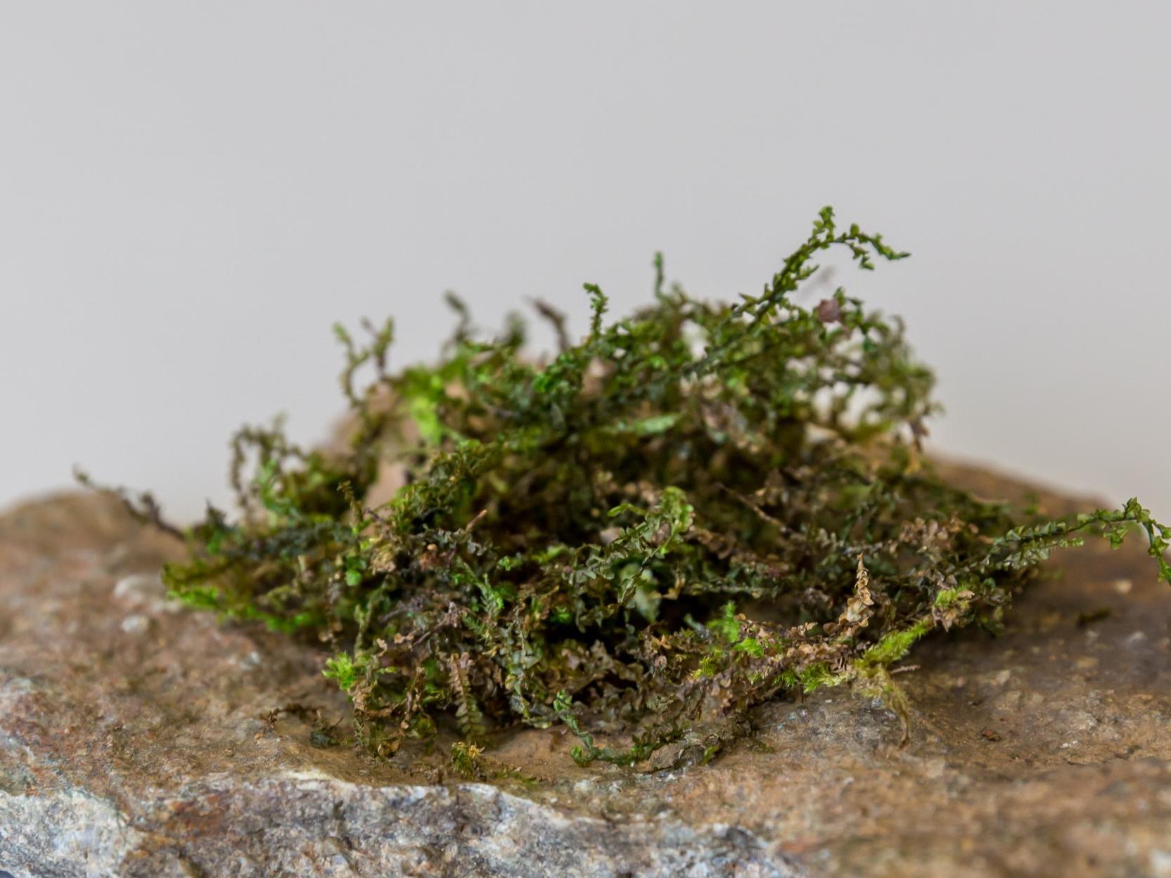 The liverwort moss Radula perrottetii and its related moss species are the only source of potentially medicinal canabinoids outside of the cannabis plant