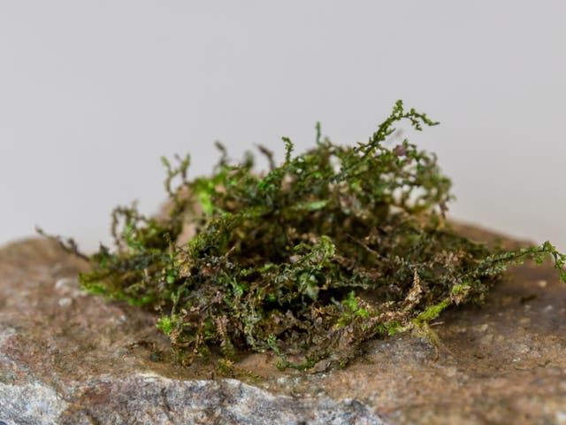 The liverwort moss Radula perrottetii and its related moss species are the only source of potentially medicinal canabinoids outside of the cannabis plant