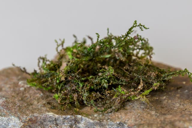 The liverwort moss Radula perrottetii and its related moss species are the only source of potentially medicinal canabinoids outside of the cannabis plant