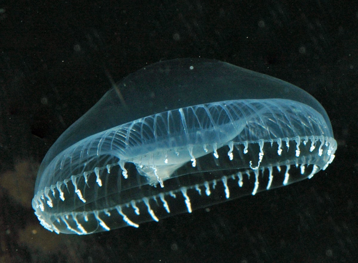 Aqueous victoria, the crystal jellyfish in which Shinomura discovered the green fluorescent protein