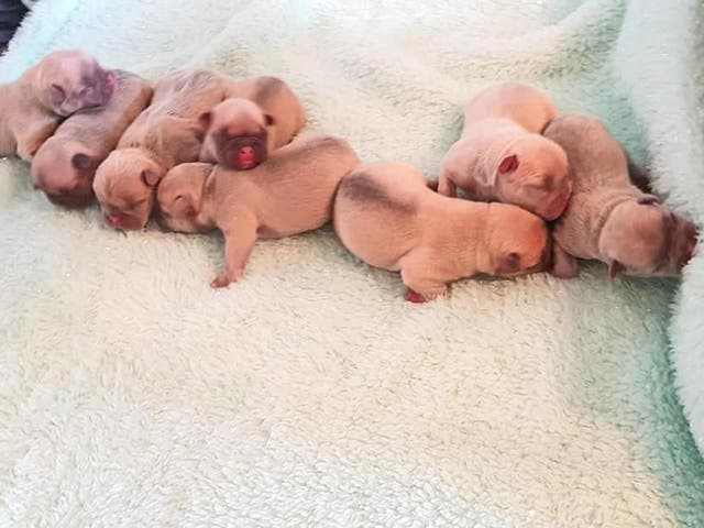 Armed robbers stole eight French Bulldog puppies from a house in Stretford, Greater Manchester