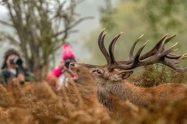 Bushy Park has previously warned the public to avoid its resident deer during rutting season