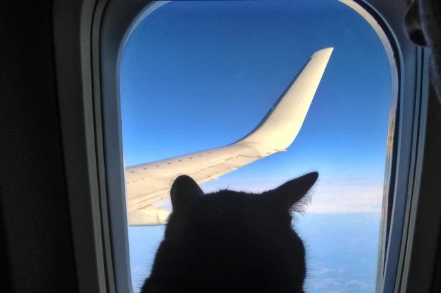 Cats are not allowed in the cabin on UK flights