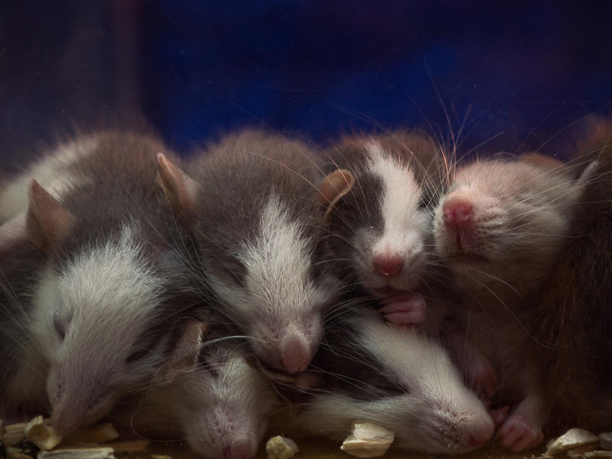 Baby mouse tears could be used to create 'natural pest control', scientists  say | The Independent | The Independent