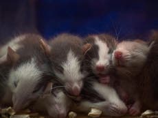 Baby mouse tears could be used to create pest control, scientists say