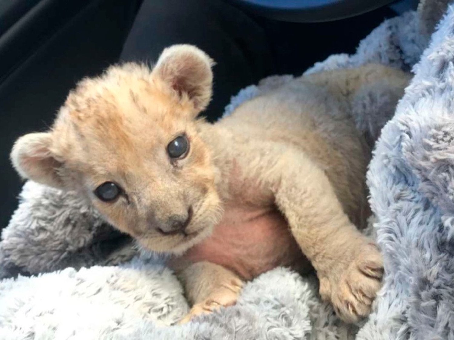 The female lion cub found in a garage in Marseille