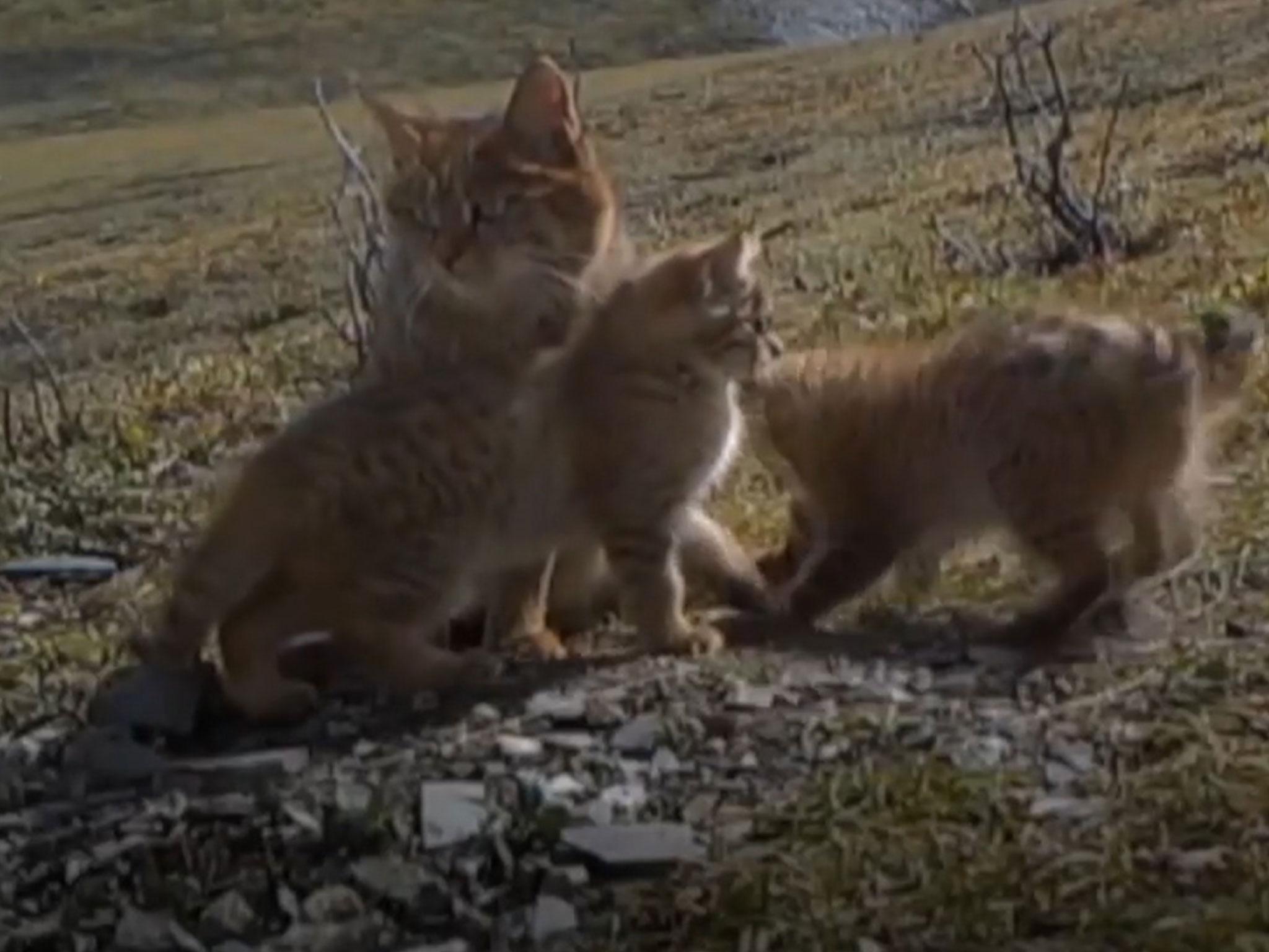 Rare Chinese mountain cats captured on video for first ...