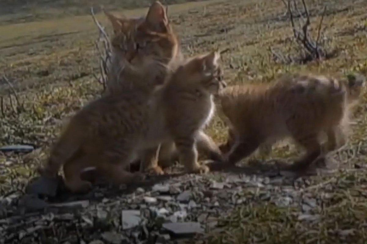 Rare Chinese mountain cats captured on video for first time | The ...