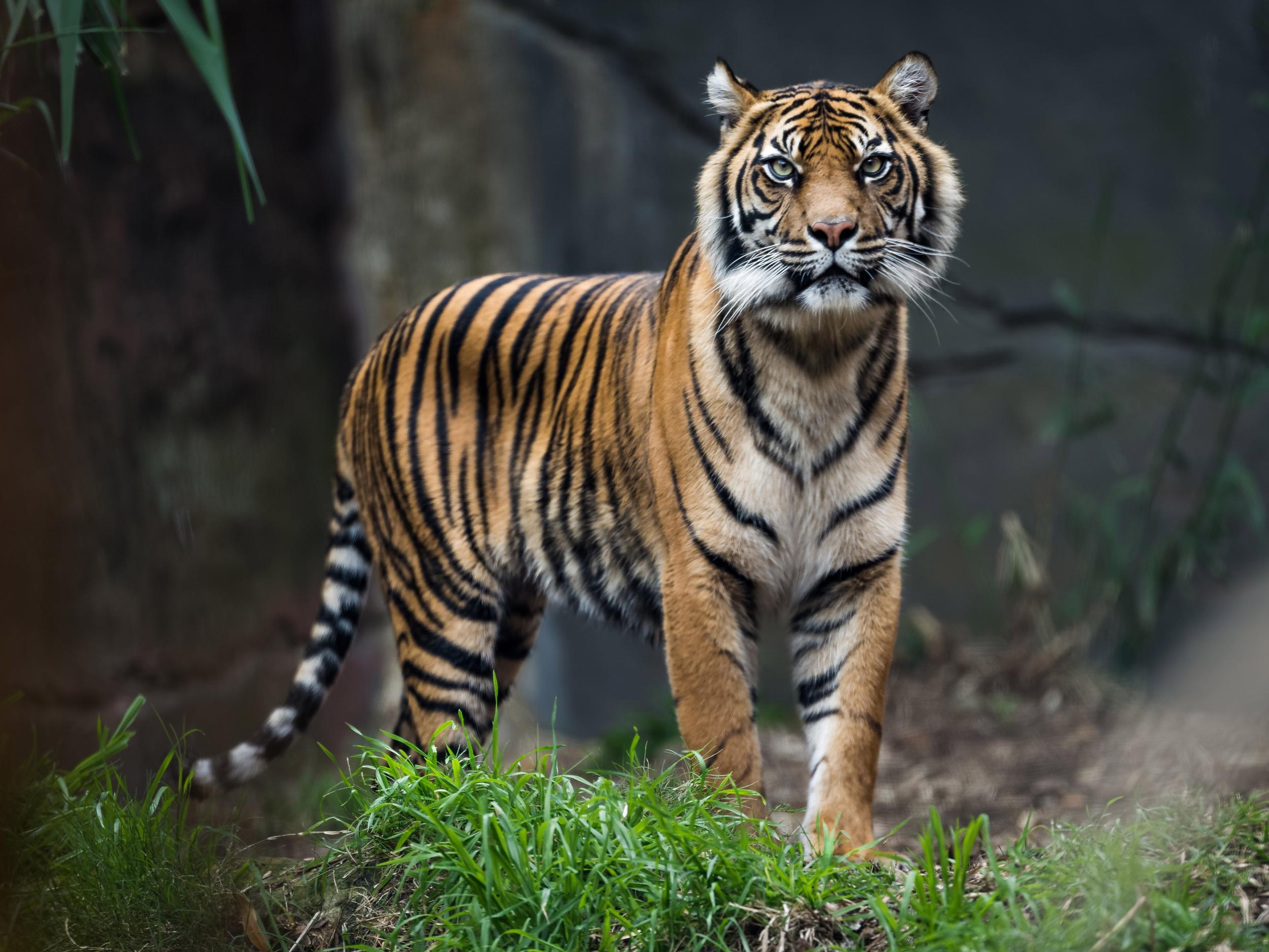 Wild Bengal Tiger