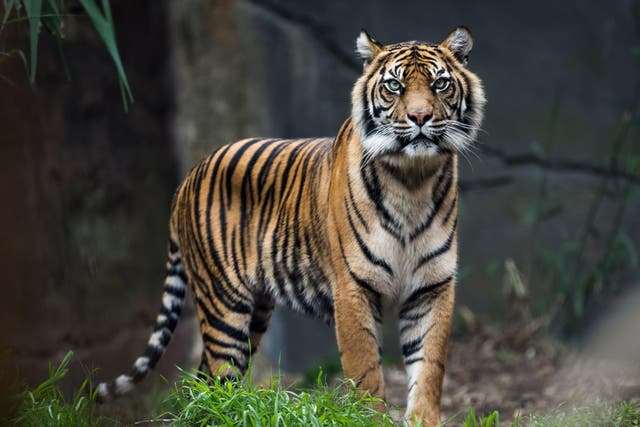 Bengal tiger’s from one of the world’s last and largest strongholds between Bangladesh and India may be wiped out by changes caused by a warming planet 