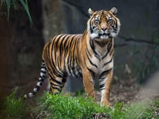 Bengal tigers ‘may not survive climate change’