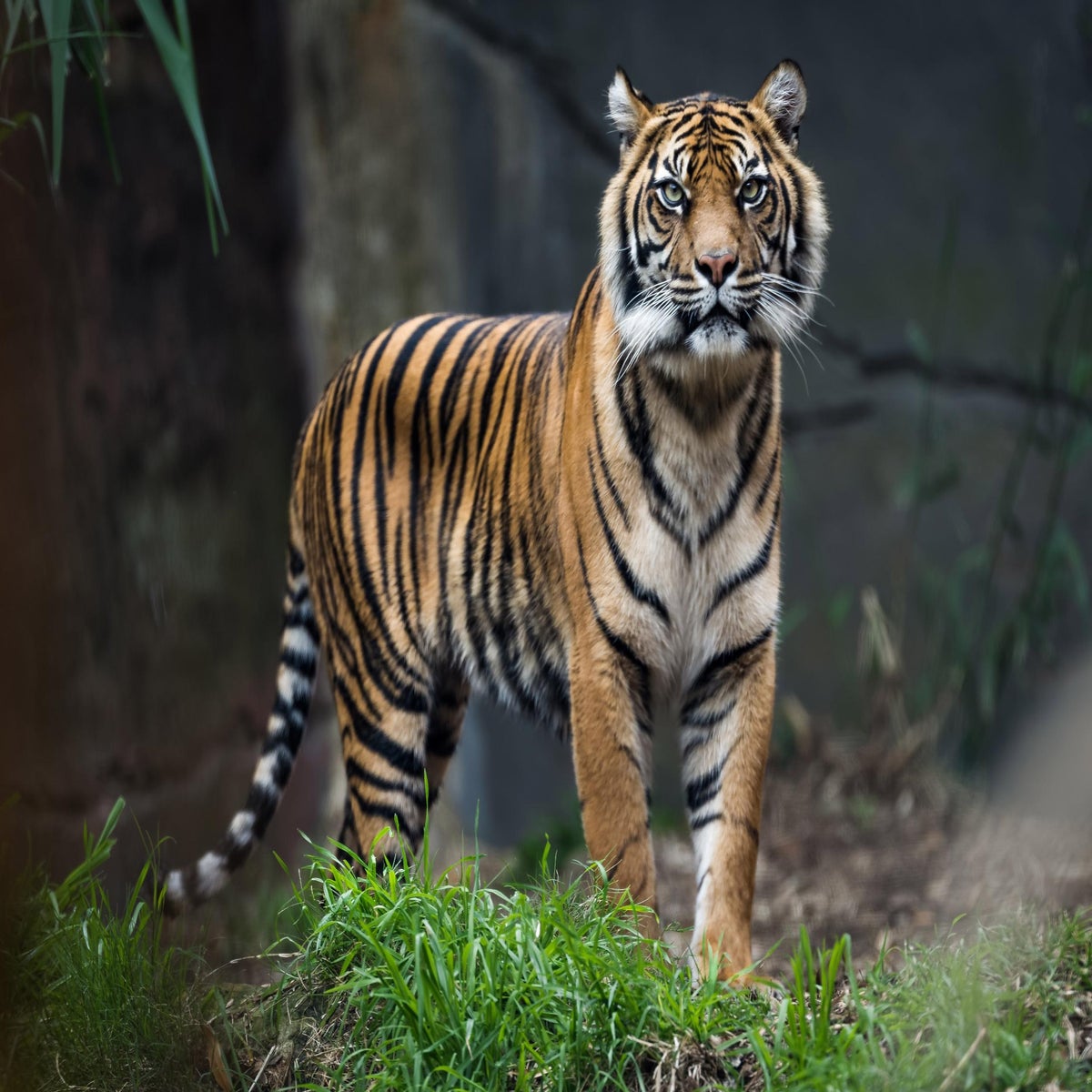 Bengal Tiger Line's new owners focus on growth