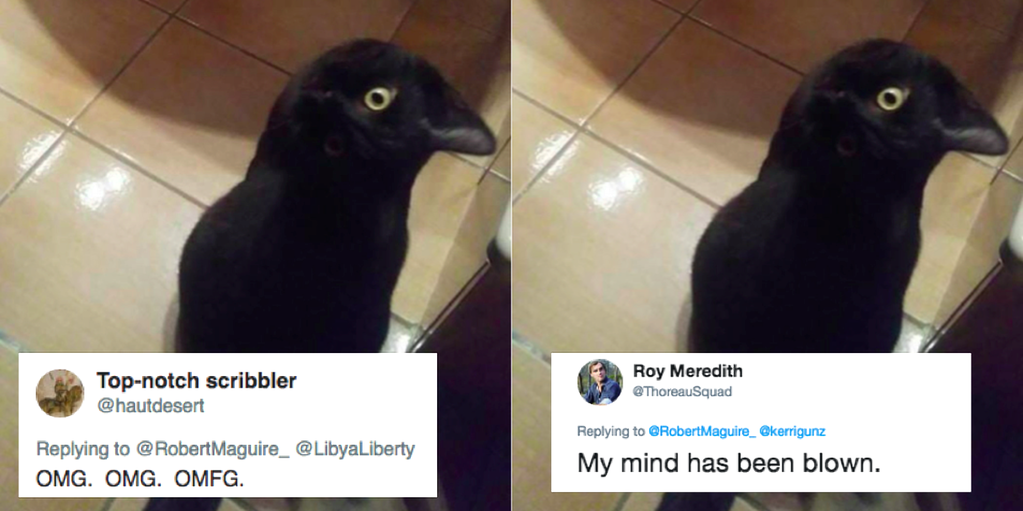 This photo of a crow has gone viral because all it not as it seems | indy1002001 x 1000