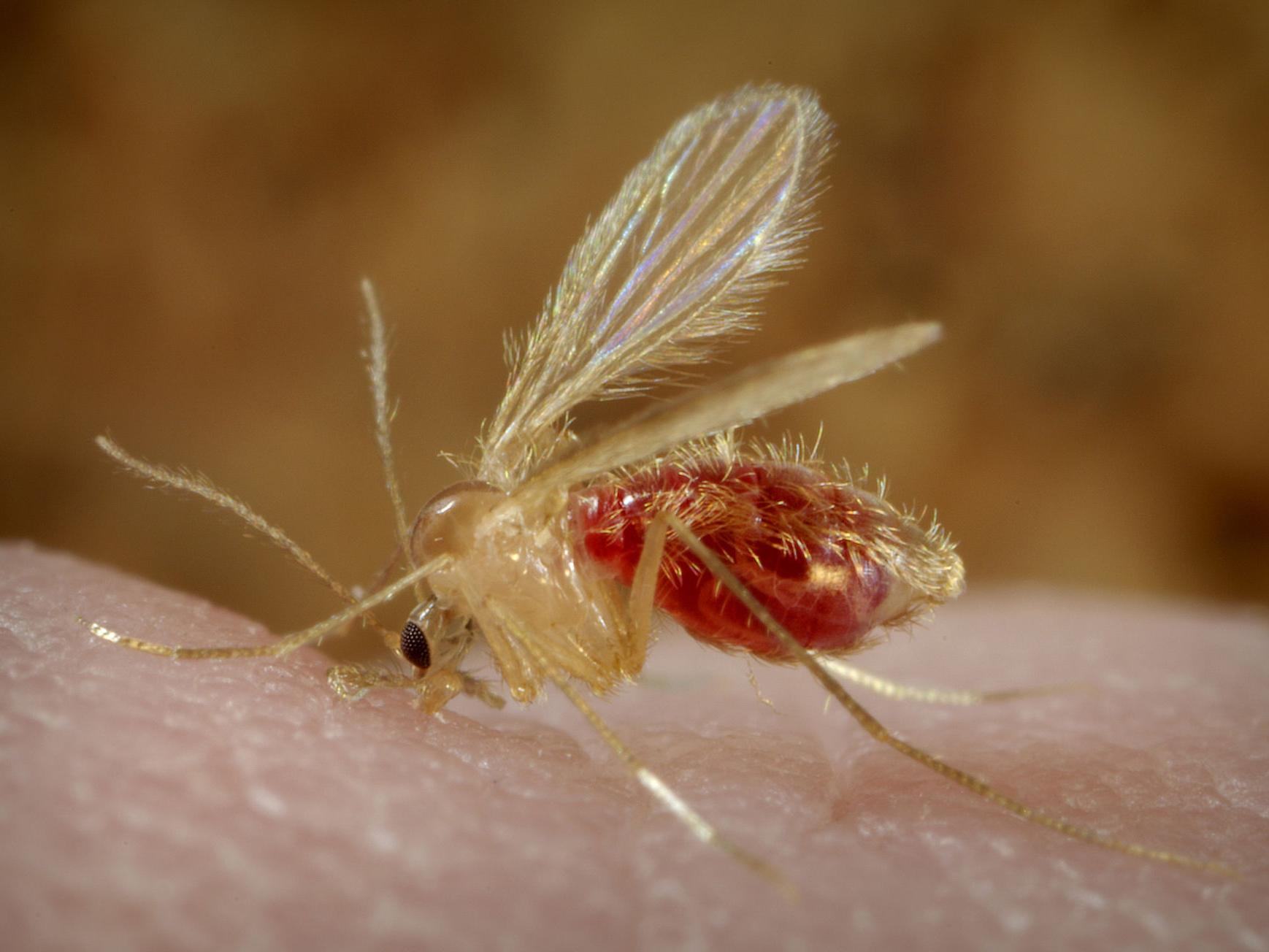 L'écran de cuivre d'insecte repoussent non seulement des insectes mais  également élégant