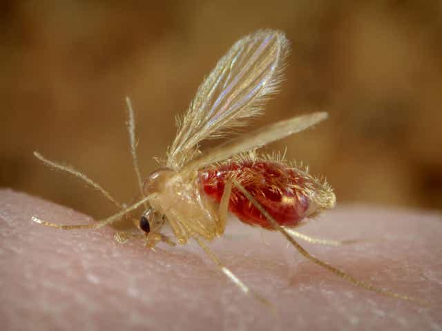 Sand flies transmit diseases such as leishmaniasis to humans 