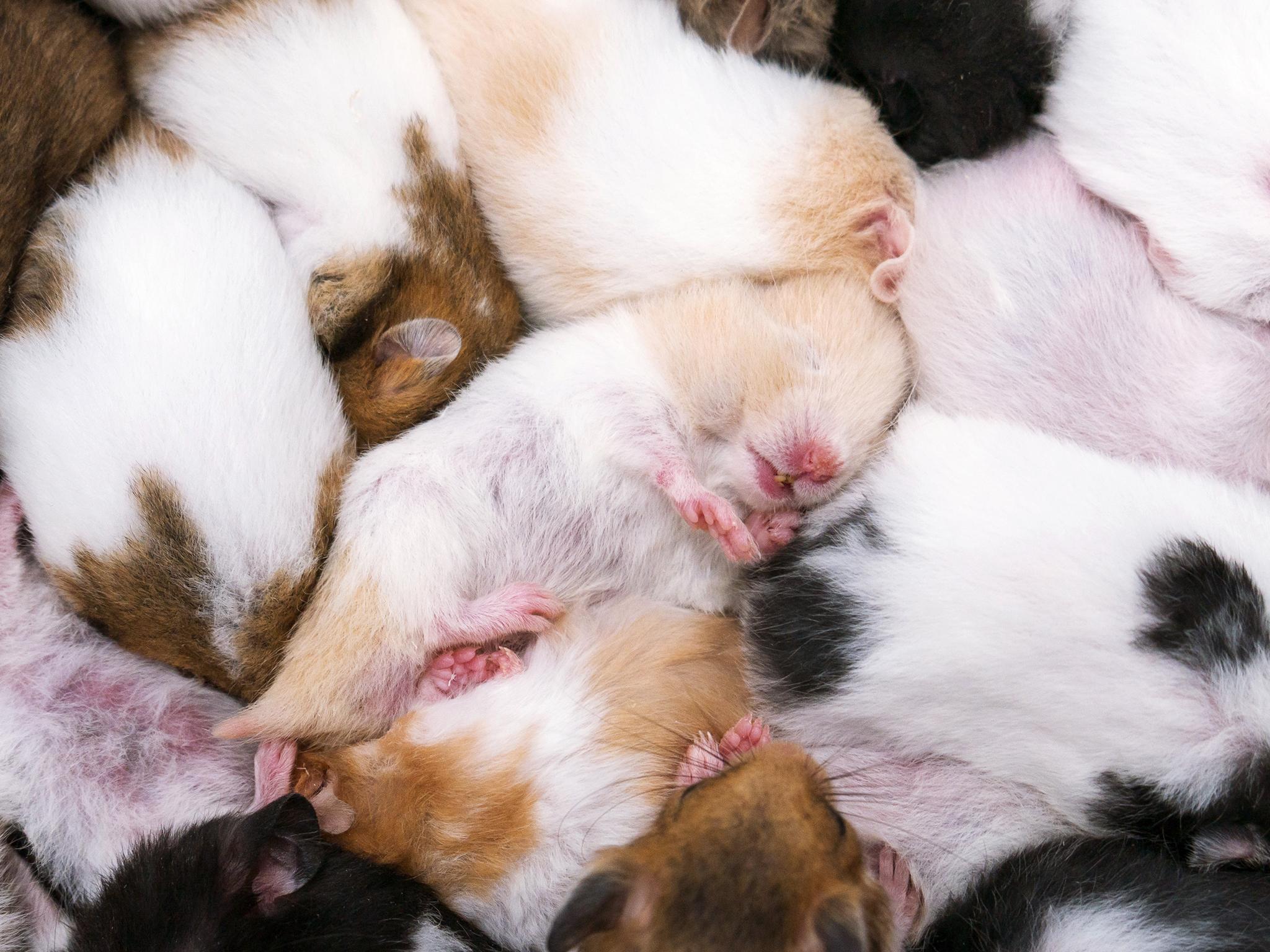 Baby mice tears could be used in pest control