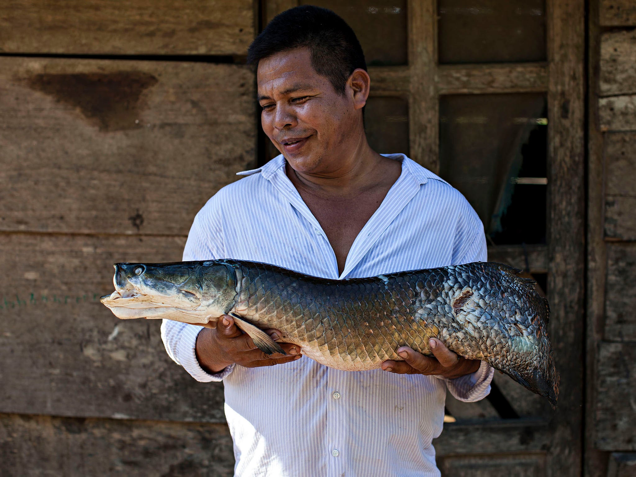 Large specimens can reach four metres in length and weigh up to 150kg