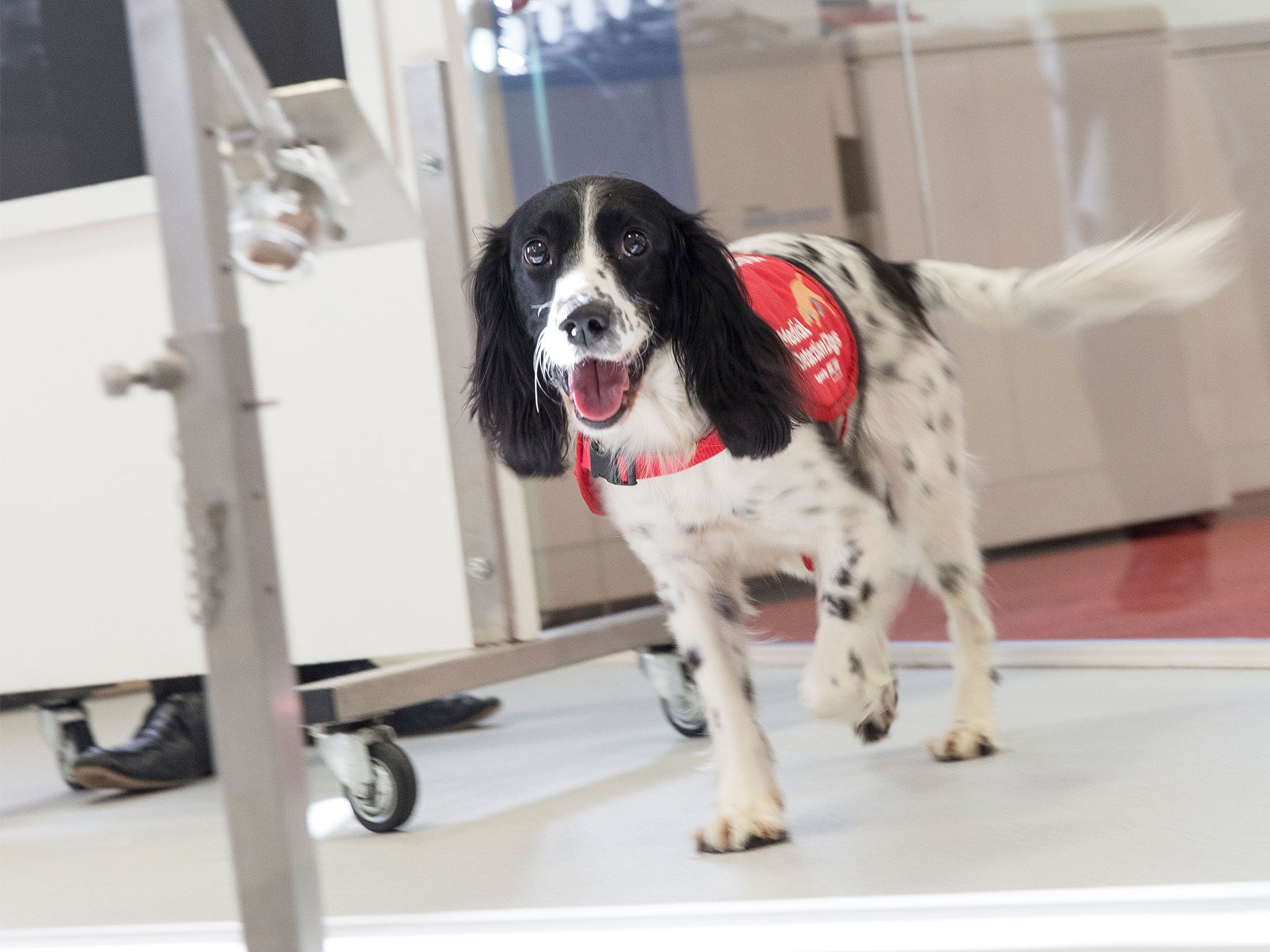 Springer spaniel Freya was able to be trained by scientists to identify children with malaria by smelling their socks