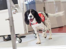 Sniffer dogs ‘able to detect malaria in people by smelling socks’