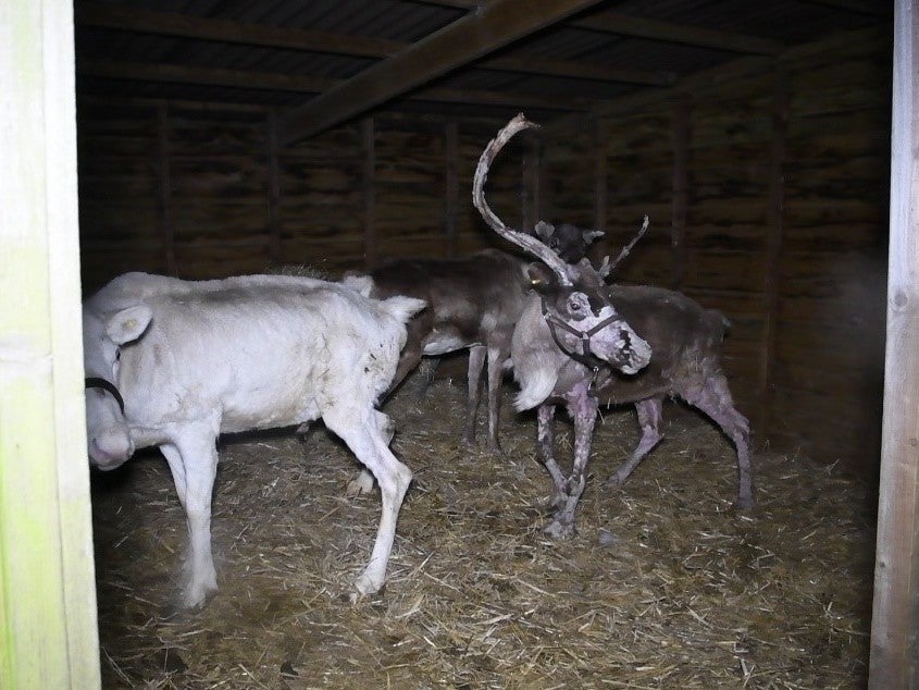 Reindeer at Blithbury had 'skeletal abnormality', which the owner said was arthritis, and 'raw-looking skin'